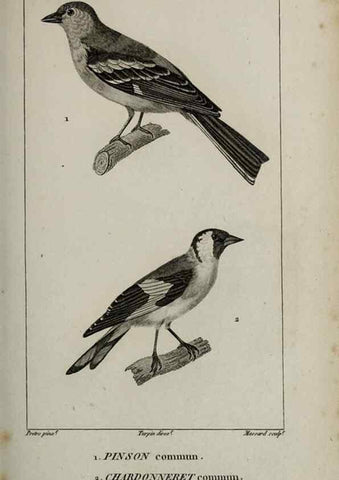 Reproducción/Reproduction 49826378801: Traité d'ornithologie, ou, Tableau méthodique des ordres, sous-ordres, familles, tribus, genres, sous-genres et races d'oiseaux :. Bruxelles :Chez F.G. Levrault ;1831.. 