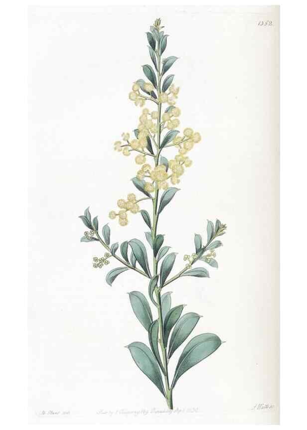 Reproducción/Reproduction 49824805583: Edwards's botanical register.. London :James Ridgway,1829-1847.. 