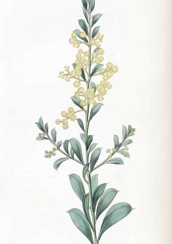 Reproducción/Reproduction 49824805583: Edwards's botanical register.. London :James Ridgway,1829-1847.. 