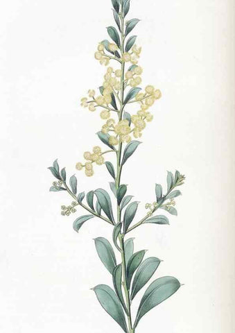 Reproducción/Reproduction 49824805583: Edwards's botanical register.. London :James Ridgway,1829-1847.. 