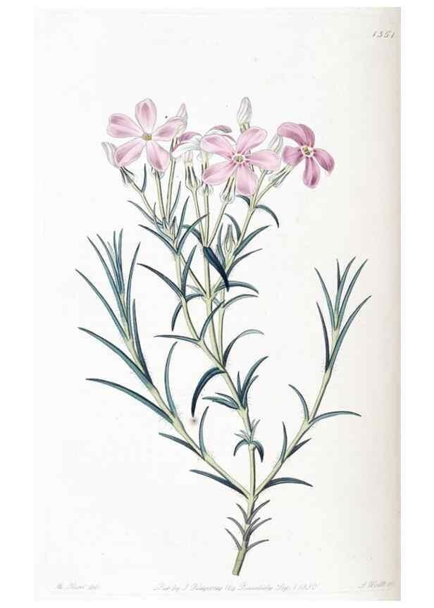 Reproducción/Reproduction 49825659087: Edwards's botanical register.. London :James Ridgway,1829-1847.. 