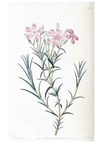 Reproducción/Reproduction 49825659087: Edwards's botanical register.. London :James Ridgway,1829-1847.. 