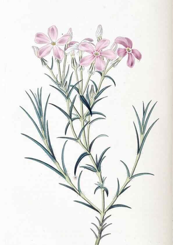 Reproducción/Reproduction 49825659087: Edwards's botanical register.. London :James Ridgway,1829-1847.. 