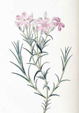Reproducción/Reproduction 49825659087: Edwards's botanical register.. London :James Ridgway,1829-1847.. 
