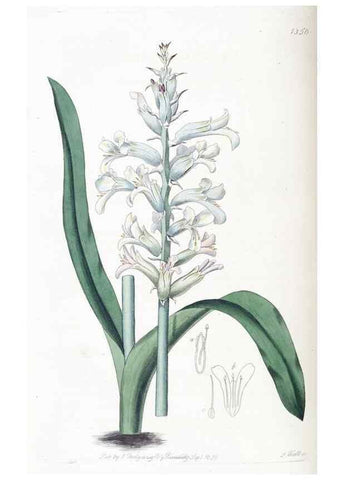 Reproducción/Reproduction 49824805153: Edwards's botanical register.. London :James Ridgway,1829-1847.. 
