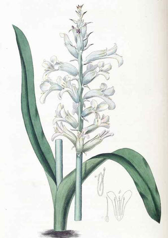 Reproducción/Reproduction 49824805153: Edwards's botanical register.. London :James Ridgway,1829-1847.. 