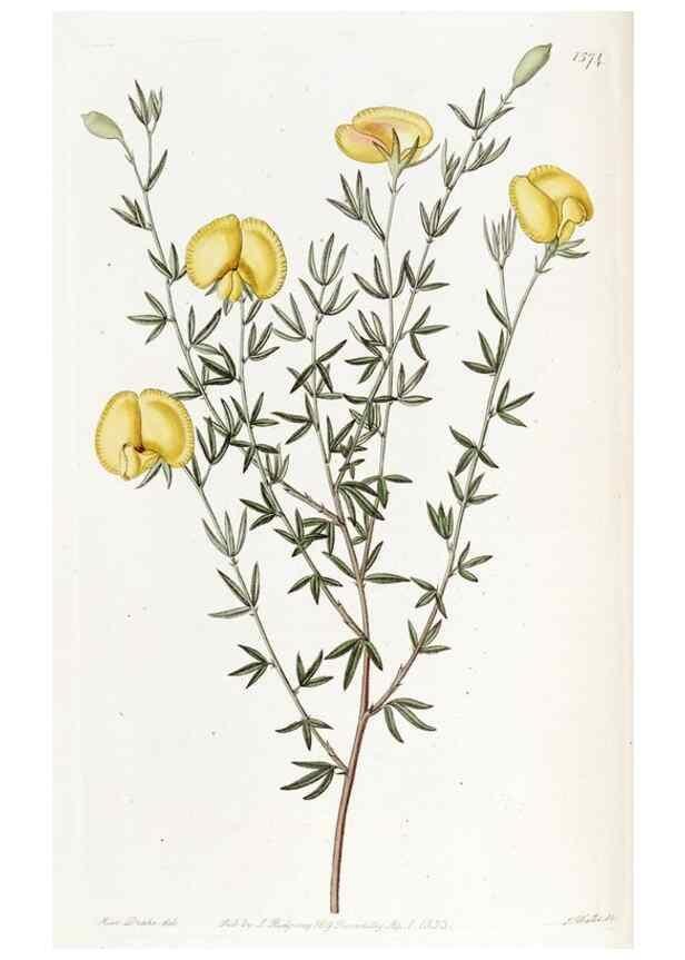Reproducción/Reproduction 49822925956: Edwards's botanical register.. London :James Ridgway,1829-1847.. 