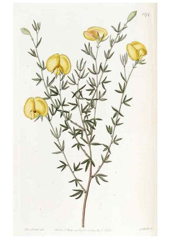 Reproducción/Reproduction 49822925956: Edwards's botanical register.. London :James Ridgway,1829-1847.. 