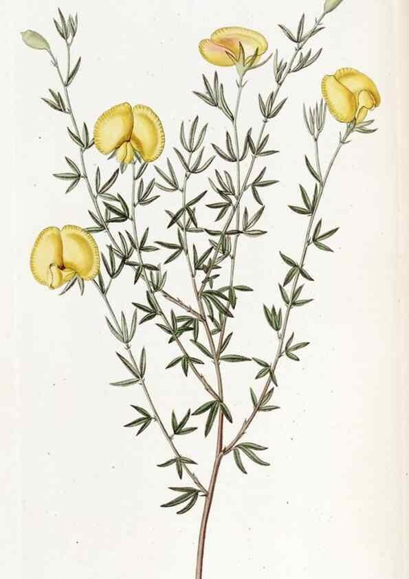 Reproducción/Reproduction 49822925956: Edwards's botanical register.. London :James Ridgway,1829-1847.. 