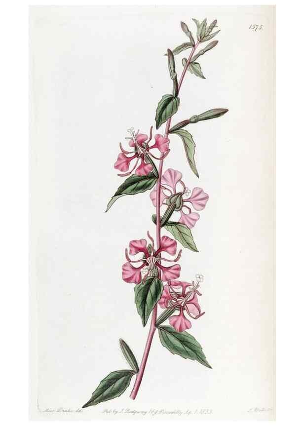 Reproducción/Reproduction 49822926306: Edwards's botanical register.. London :James Ridgway,1829-1847.. 