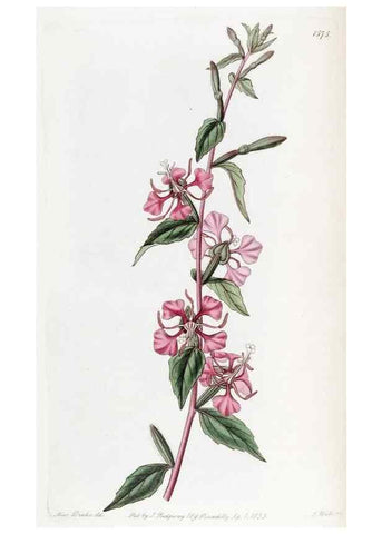 Reproducción/Reproduction 49822926306: Edwards's botanical register.. London :James Ridgway,1829-1847.. 