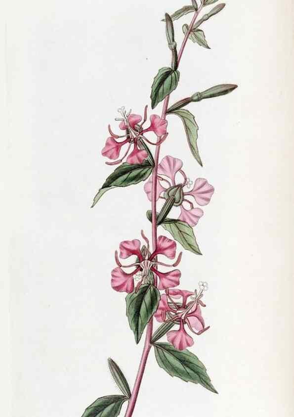 Reproducción/Reproduction 49822926306: Edwards's botanical register.. London :James Ridgway,1829-1847.. 