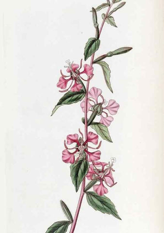 Reproducción/Reproduction 49822926306: Edwards's botanical register.. London :James Ridgway,1829-1847.. 