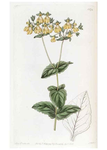 Reproducción/Reproduction 49823244297: Edwards's botanical register.. London :James Ridgway,1829-1847.. 