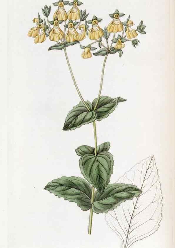 Reproducción/Reproduction 49823244297: Edwards's botanical register.. London :James Ridgway,1829-1847.. 