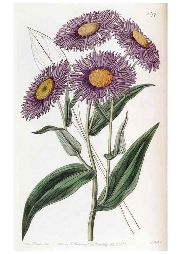 Reproducción/Reproduction 49822393778: Edwards's botanical register.. London :James Ridgway,1829-1847.. 