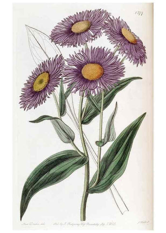 Reproducción/Reproduction 49822393778: Edwards's botanical register.. London :James Ridgway,1829-1847.. 