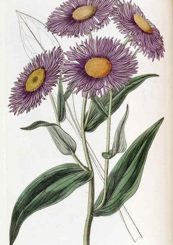 Reproducción/Reproduction 49822393778: Edwards's botanical register.. London :James Ridgway,1829-1847.. 