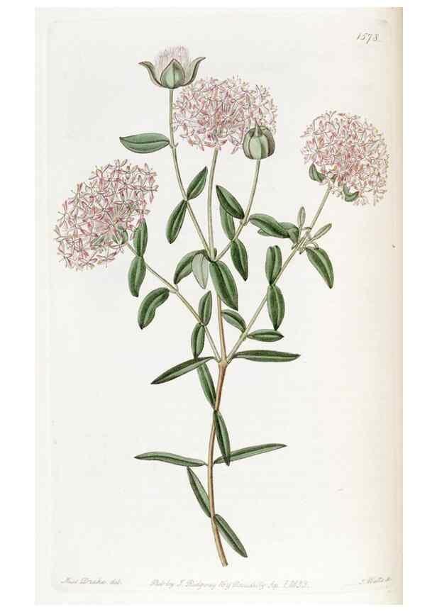 Reproducción/Reproduction 49822927566: Edwards's botanical register.. London :James Ridgway,1829-1847.. 