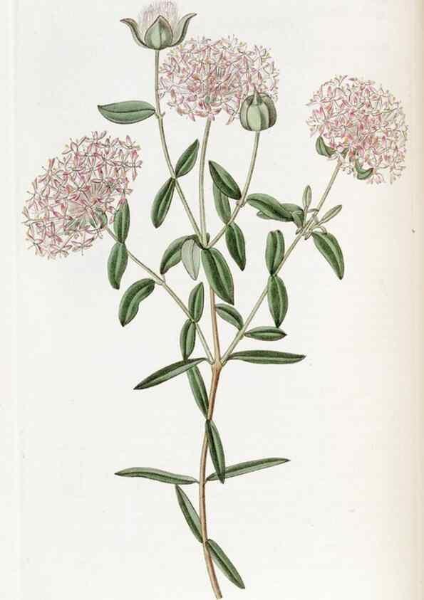 Reproducción/Reproduction 49822927566: Edwards's botanical register.. London :James Ridgway,1829-1847.. 