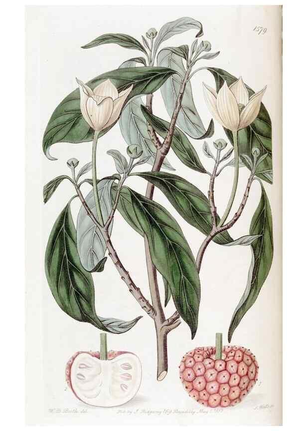 Reproducción/Reproduction 49823245697: Edwards's botanical register.. London :James Ridgway,1829-1847.. 