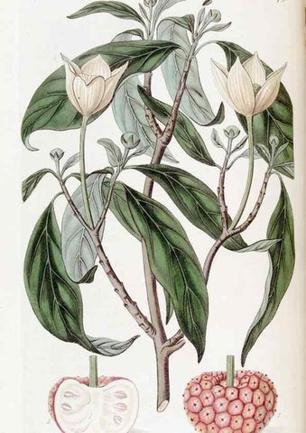 Reproducción/Reproduction 49823245697: Edwards's botanical register.. London :James Ridgway,1829-1847.. 