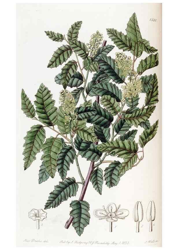 Reproducción/Reproduction 49822395138: Edwards's botanical register.. London :James Ridgway,1829-1847.. 