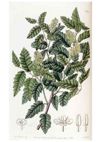 Reproducción/Reproduction 49822395138: Edwards's botanical register.. London :James Ridgway,1829-1847.. 