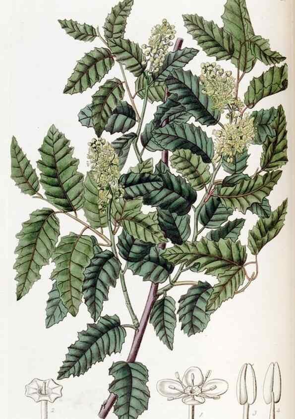 Reproducción/Reproduction 49822395138: Edwards's botanical register.. London :James Ridgway,1829-1847.. 