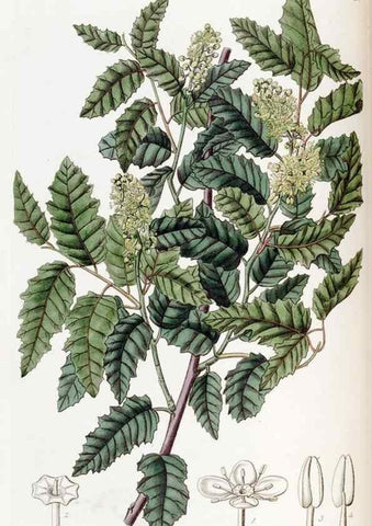 Reproducción/Reproduction 49822395138: Edwards's botanical register.. London :James Ridgway,1829-1847.. 