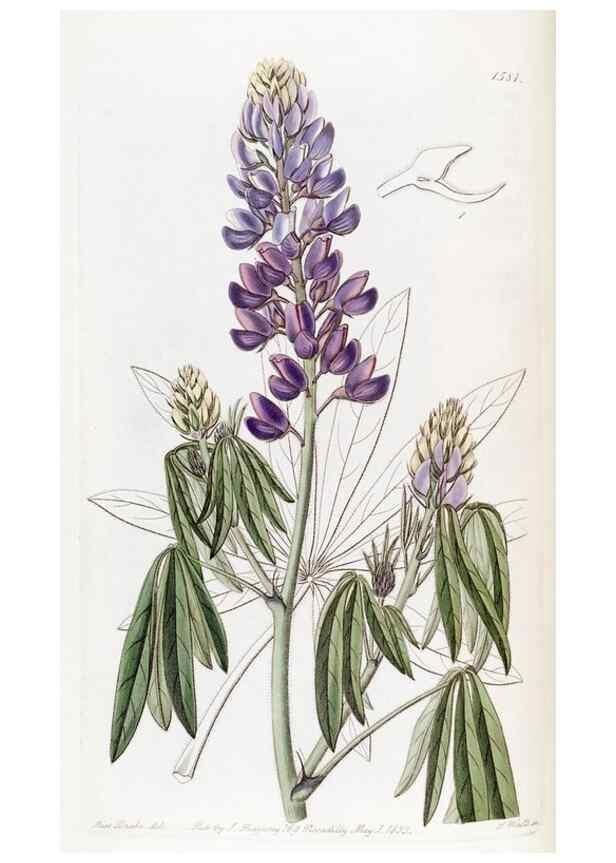 Reproducción/Reproduction 49822395628: Edwards's botanical register.. London :James Ridgway,1829-1847.. 