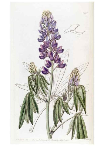 Reproducción/Reproduction 49822395628: Edwards's botanical register.. London :James Ridgway,1829-1847.. 