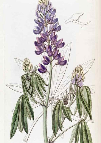 Reproducción/Reproduction 49822395628: Edwards's botanical register.. London :James Ridgway,1829-1847.. 