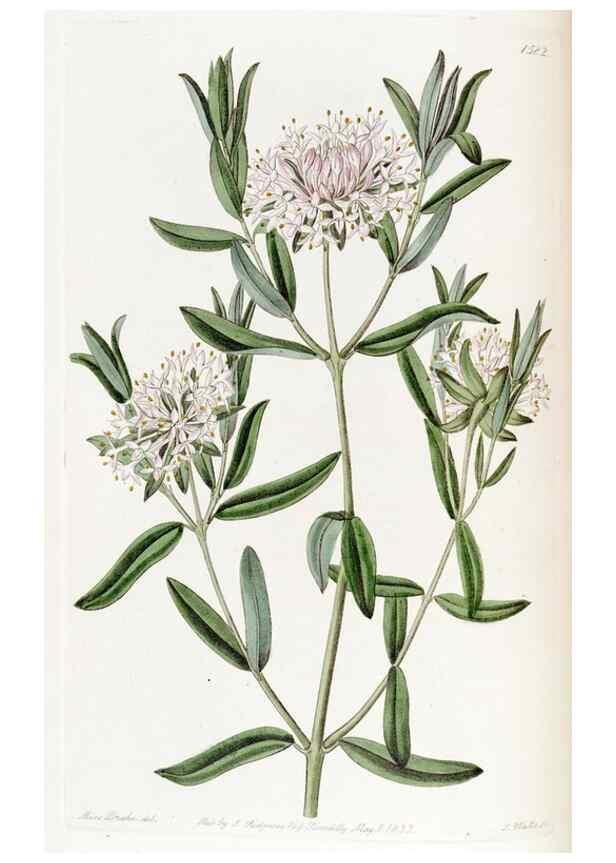 Reproducción/Reproduction 49822396033: Edwards's botanical register.. London :James Ridgway,1829-1847.. 