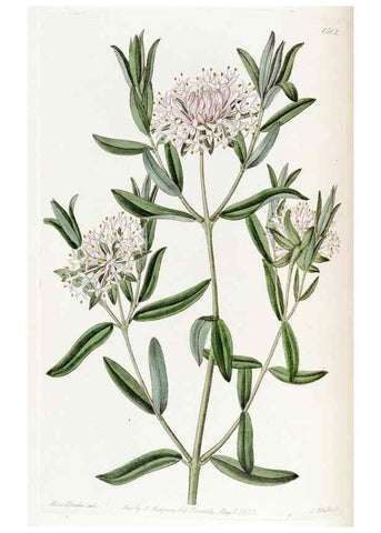Reproducción/Reproduction 49822396033: Edwards's botanical register.. London :James Ridgway,1829-1847.. 