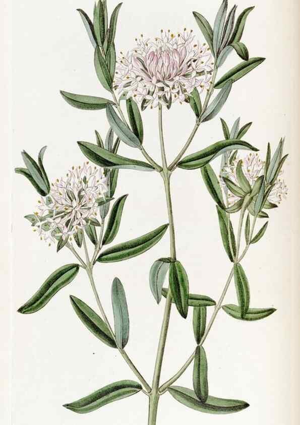 Reproducción/Reproduction 49822396033: Edwards's botanical register.. London :James Ridgway,1829-1847.. 