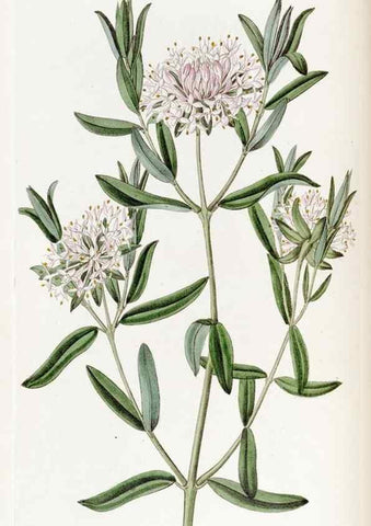 Reproducción/Reproduction 49822396033: Edwards's botanical register.. London :James Ridgway,1829-1847.. 