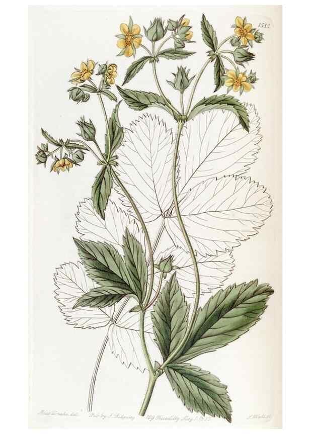 Reproducción/Reproduction 49822929891: Edwards's botanical register.. London :James Ridgway,1829-1847.. 