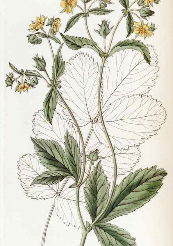 Reproducción/Reproduction 49822929891: Edwards's botanical register.. London :James Ridgway,1829-1847.. 