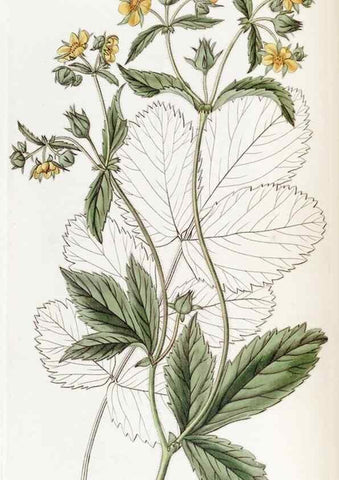 Reproducción/Reproduction 49822929891: Edwards's botanical register.. London :James Ridgway,1829-1847.. 