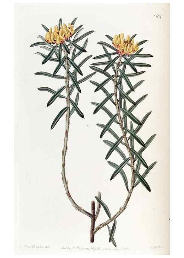 Reproducción/Reproduction 49823247952: Edwards's botanical register.. London :James Ridgway,1829-1847.. 