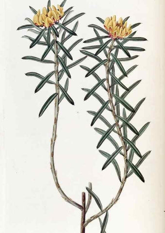 Reproducción/Reproduction 49823247952: Edwards's botanical register.. London :James Ridgway,1829-1847.. 