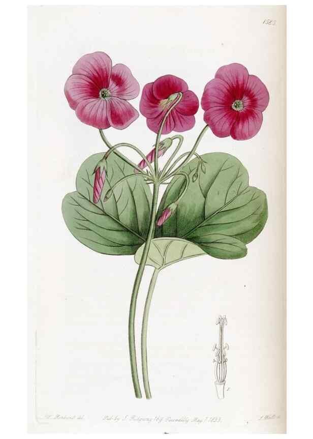 Reproducción/Reproduction 49822930671: Edwards's botanical register.. London :James Ridgway,1829-1847.. 