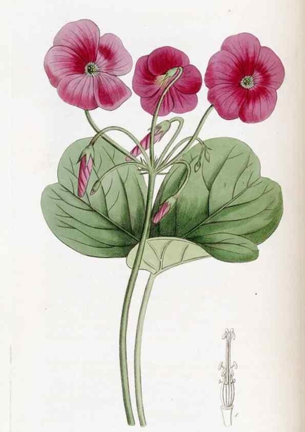 Reproducción/Reproduction 49822930671: Edwards's botanical register.. London :James Ridgway,1829-1847.. 