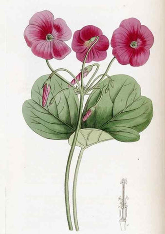 Reproducción/Reproduction 49822930671: Edwards's botanical register.. London :James Ridgway,1829-1847.. 