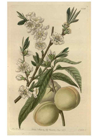 Reproducción/Reproduction 49823249072: Edwards's botanical register.. London :James Ridgway,1829-1847.. 