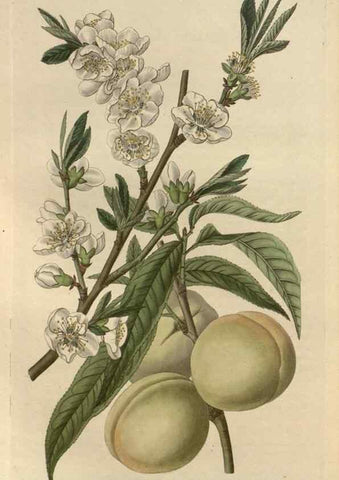 Reproducción/Reproduction 49823249072: Edwards's botanical register.. London :James Ridgway,1829-1847.. 