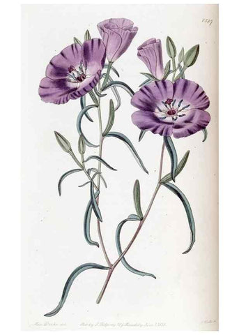Reproducción/Reproduction 49823249412: Edwards's botanical register.. London :James Ridgway,1829-1847.. 