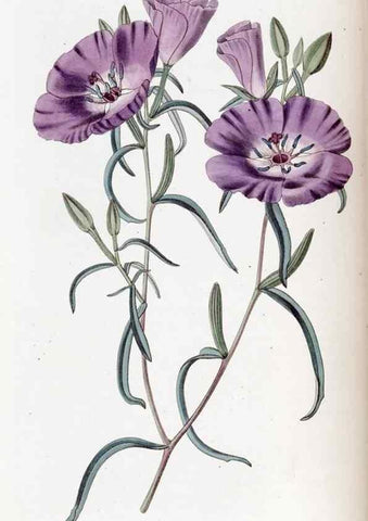 Reproducción/Reproduction 49823249412: Edwards's botanical register.. London :James Ridgway,1829-1847.. 