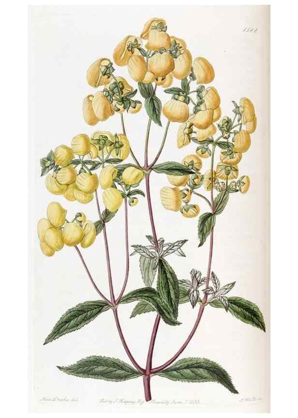 Reproducción/Reproduction 49823249732: Edwards's botanical register.. London :James Ridgway,1829-1847.. 